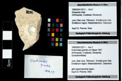 Foto (Objekt + Etikett) von Eodromites grandis (von Meyer 1857)  (NHMW-GEO-1990-0041-3211)